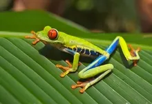 animals leaves frogs redeyed tree frog amphibians 1920x1200 wallpaper Art HD Wallpaper